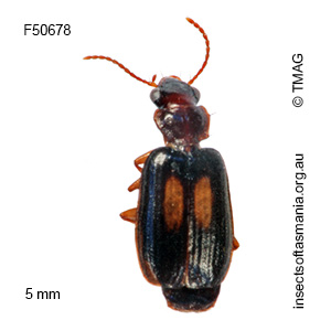 Agonocheila biguttata