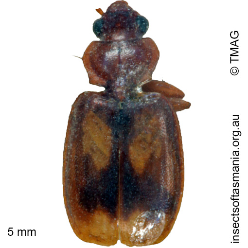 Species image