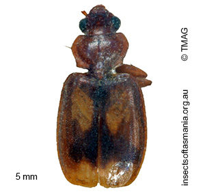 Agonocheila bimaculata