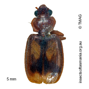 Agonocheila bimaculata
