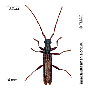 Ambeodontus pilosus