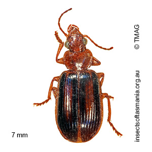 Amblytelus brevis
