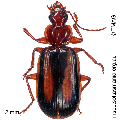 Species image