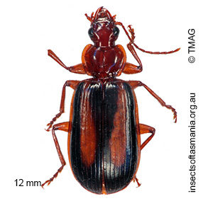 Amblytelus curtus