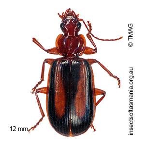 Amblytelus curtus