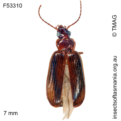 Species image