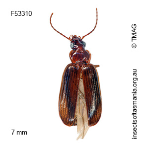 Amblytelus longipennis