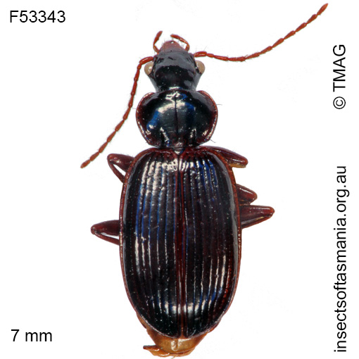 Species image
