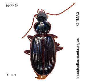 Amblytelus striatus