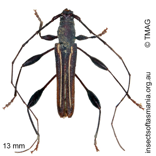 Species image