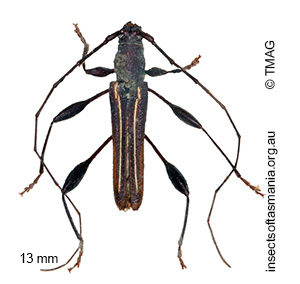 Amphirhoe decora