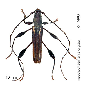 Amphirhoe decora