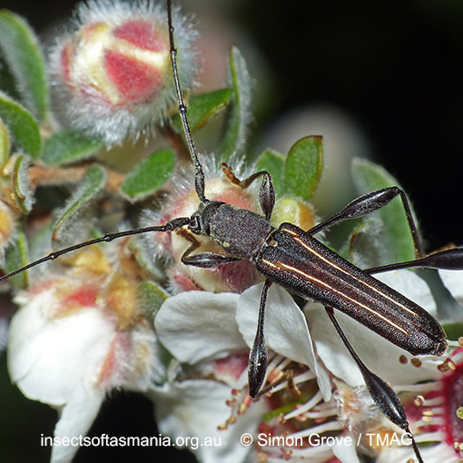 Species image