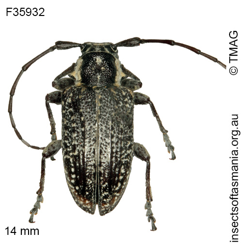 Species image