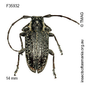 Ancita crocogaster