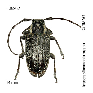 Ancita crocogaster
