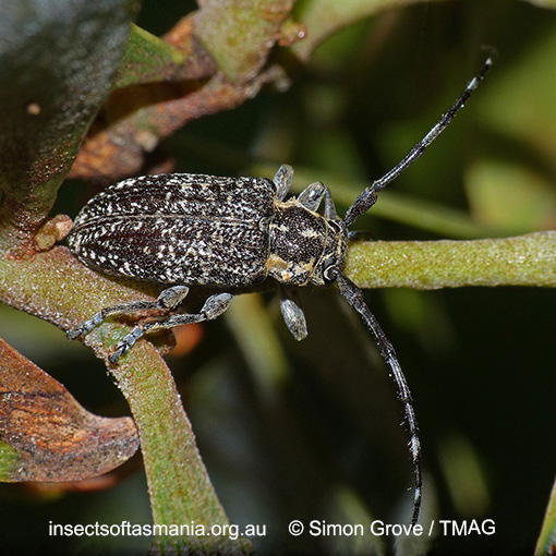 Species image