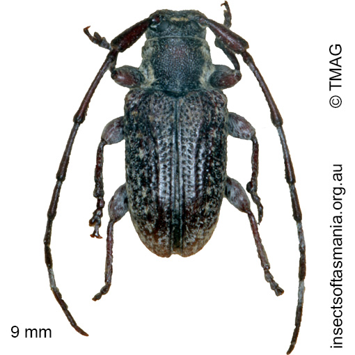 Species image