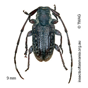Ancita marginicollis