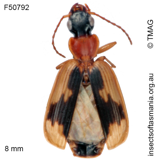 Species image