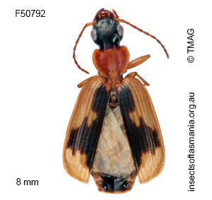 Anomotarus crudelis