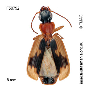 Anomotarus crudelis
