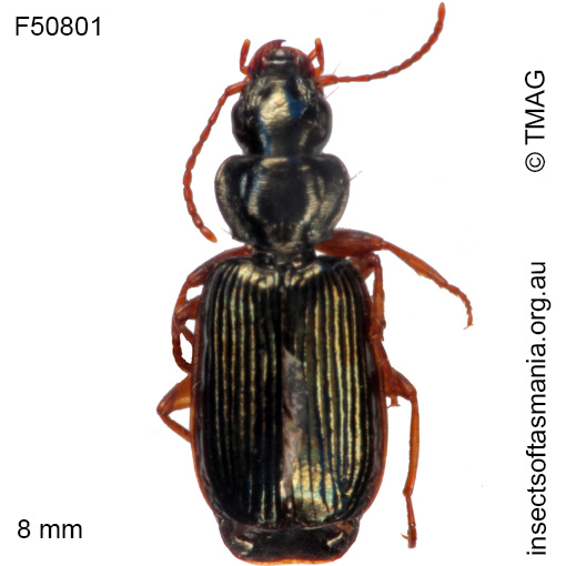 Species image