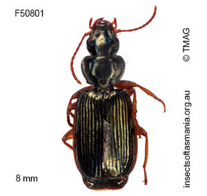 Anomotarus illawarrae