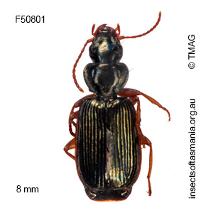 Anomotarus illawarrae