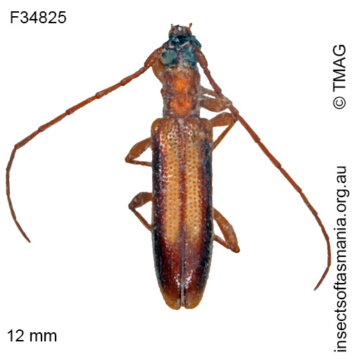 Species image