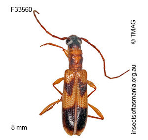 Atesta sparsa