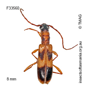 Atesta sparsa
