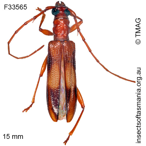 Species image