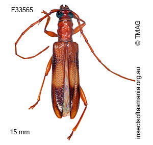 Atesta tasmanica