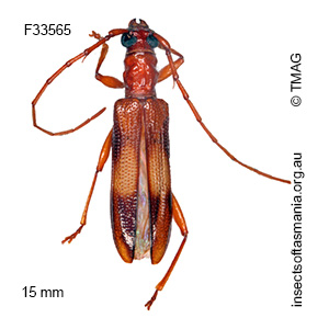 Atesta tasmanica