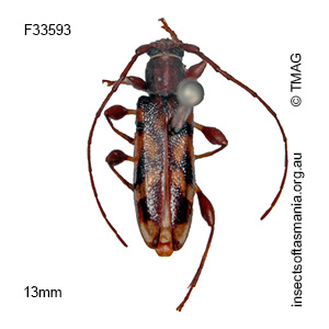 Bethelium diversicorne
