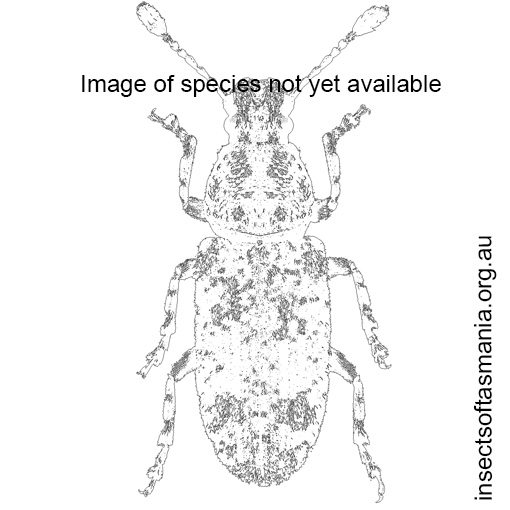 Blank-anthribidae Image of species not yet available