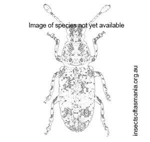 Araecerus lindensis