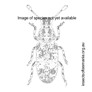 Streneoderma unplaced