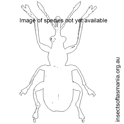 Species image