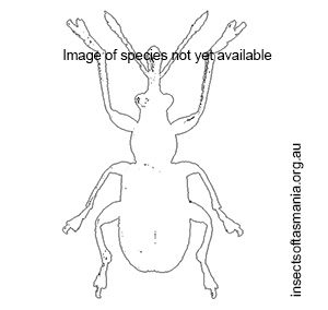 Metopum aeneiceps