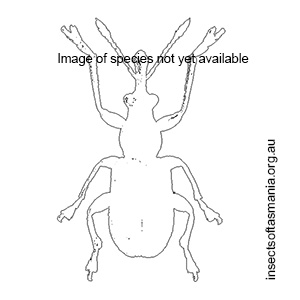 Metopum aeneiceps