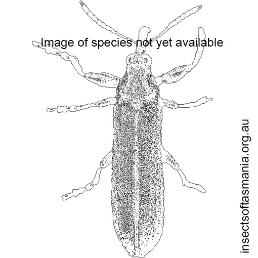 Species image