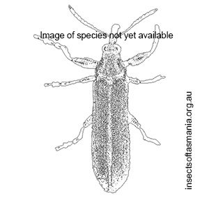 Rhinotia irrorata