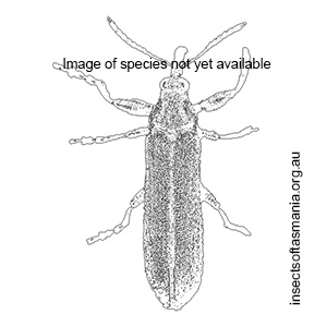 Rhinotia sparsa
