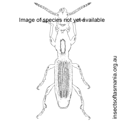Species image