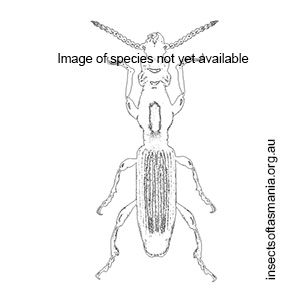 Eurhynchus acanthopterus