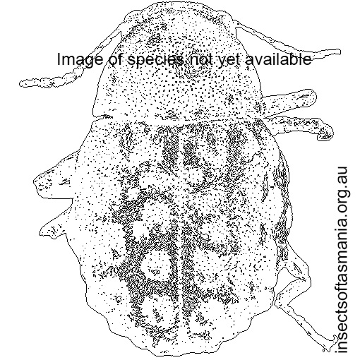 Species image