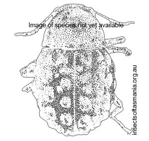 Epichorius sorenseni