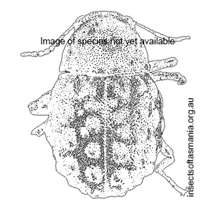 Notolioon viridinitens